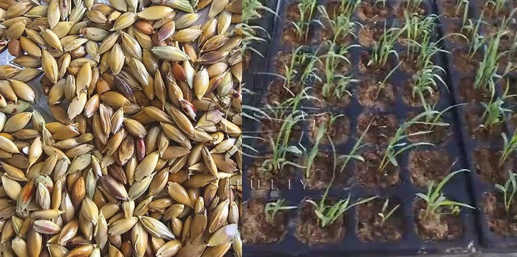 Nursery Seedling Machine Nursery Seedling Machine